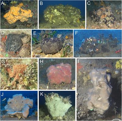 Macrofauna Inhabiting Massive Demosponges From Shallow and Mesophotic Habitats Along the Israeli Mediterranean Coast